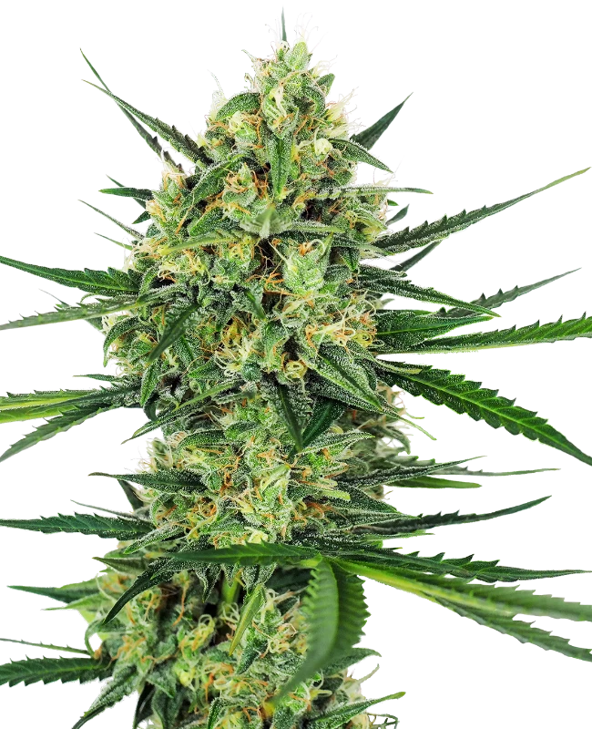 0000047_tangerine-sugar-feminized-seeds_800-1