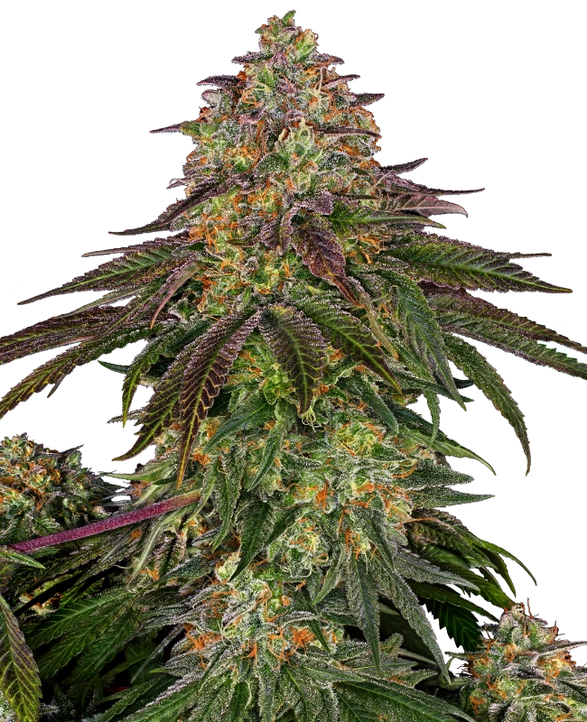 0000053_sweet-cherry-kush-feminized-seeds_800-1