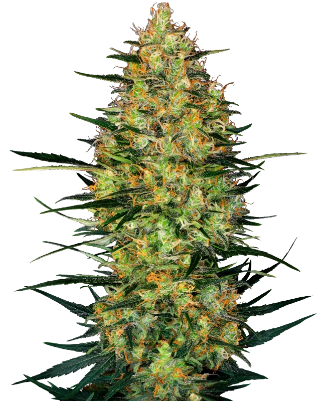 0000095_caramellow-kush-automatic-seeds_800-1