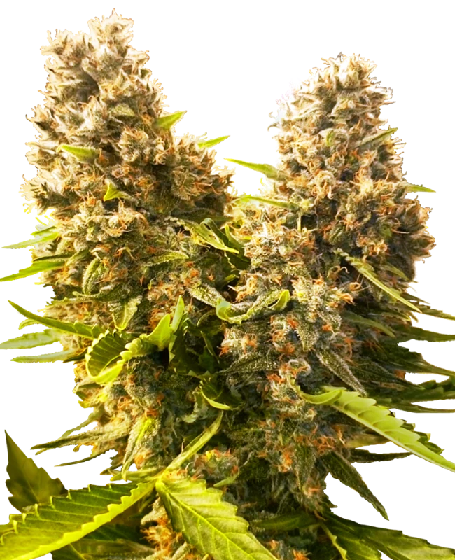 0000114_banana-kush-cake-automatic-seeds_800-1