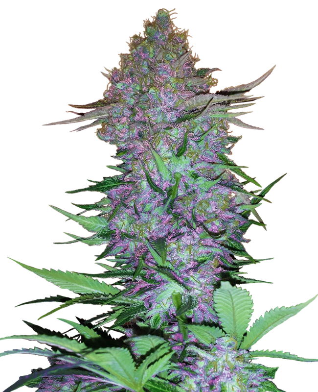 0000118_purple-skunk-automatic-seeds_800-1