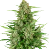 Double Kush Cake Auto