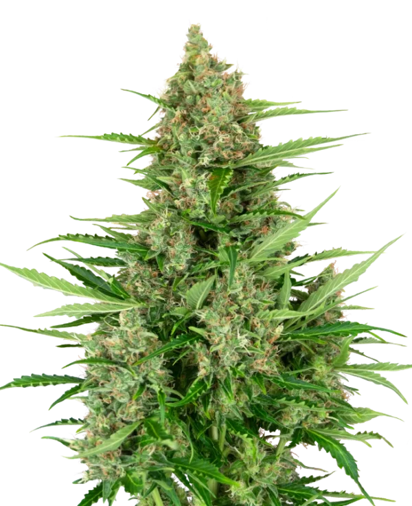 Double Kush Cake Auto