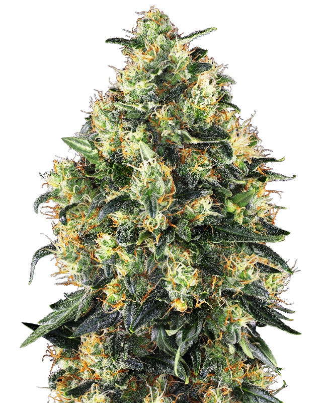 0000353_super-skunk-automatic-seeds_800-1