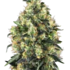 Super Skunk Automatic®