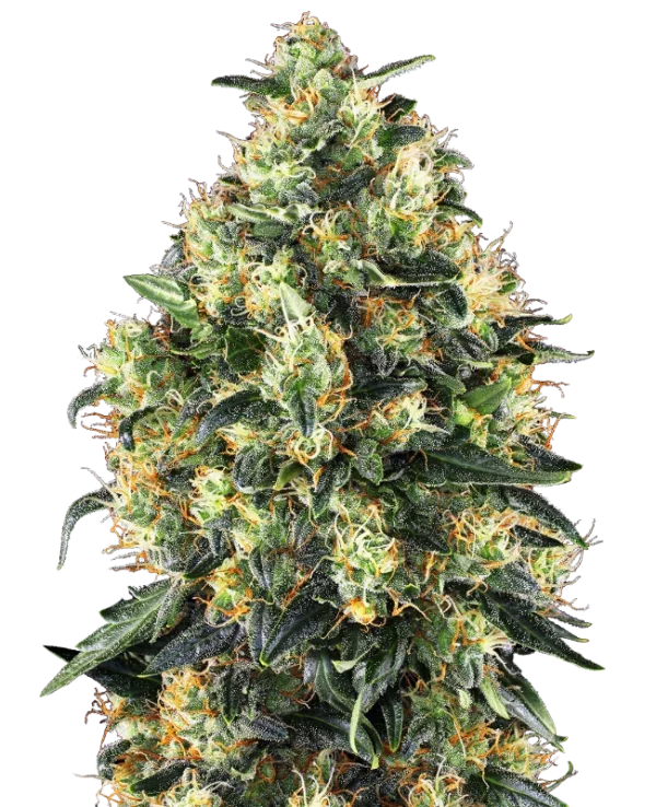Super Skunk Automatic®