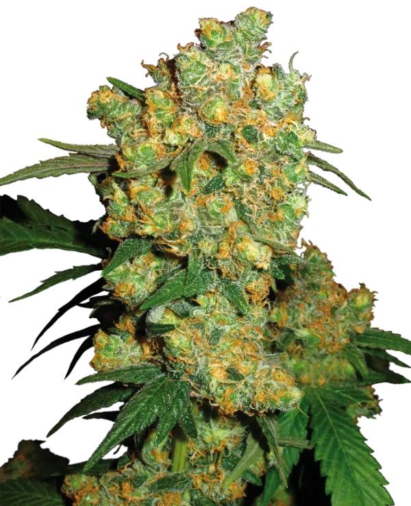 Big Bud®