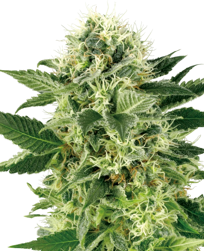 0000673_northern-lights-feminized-seeds-by-white-label_800-1
