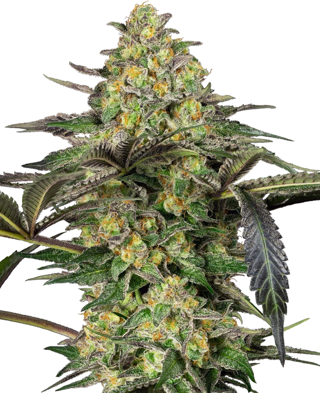 0001199_grapevine-candy-feminized-seeds_800-1