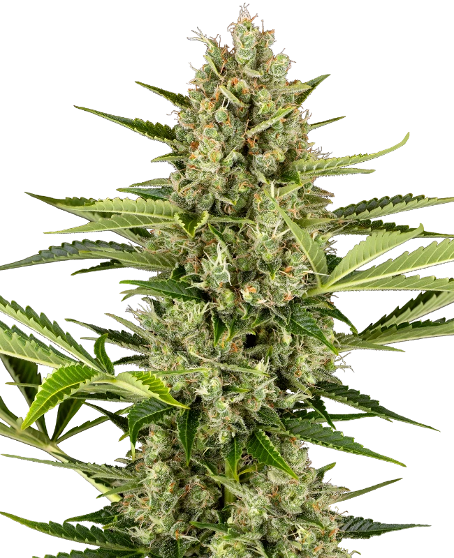 0001215_jack-herer-automatic-seeds_800-1