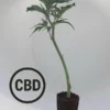 Amnesia Haze Steckling