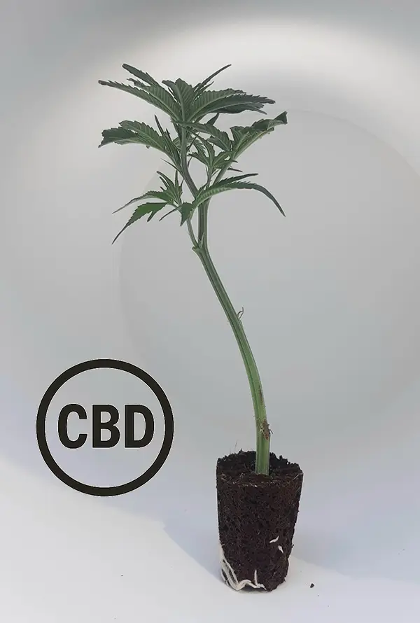amnesia_haze.webp