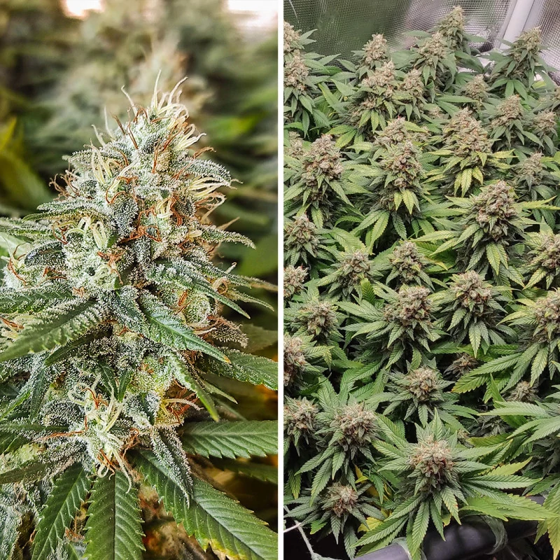 amsterdam_amnesia-2