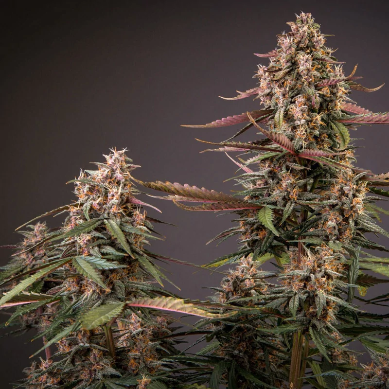 auto_blackberry_kush.webp