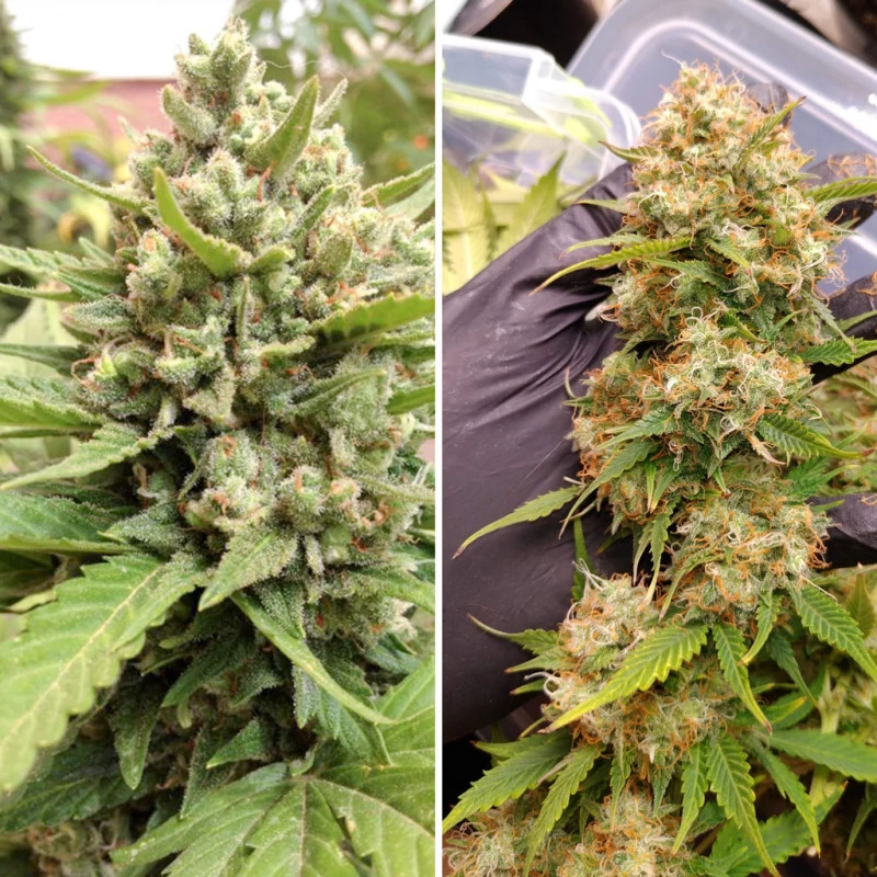 auto_blueberry.webp