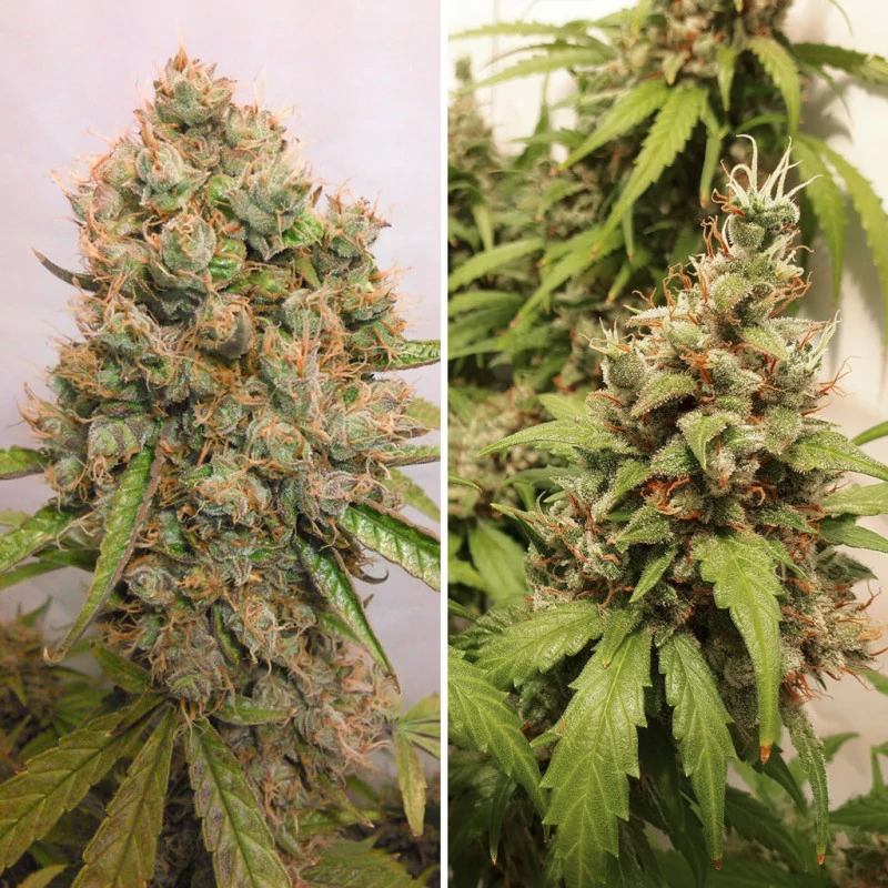 auto_critical_orange_punch-2