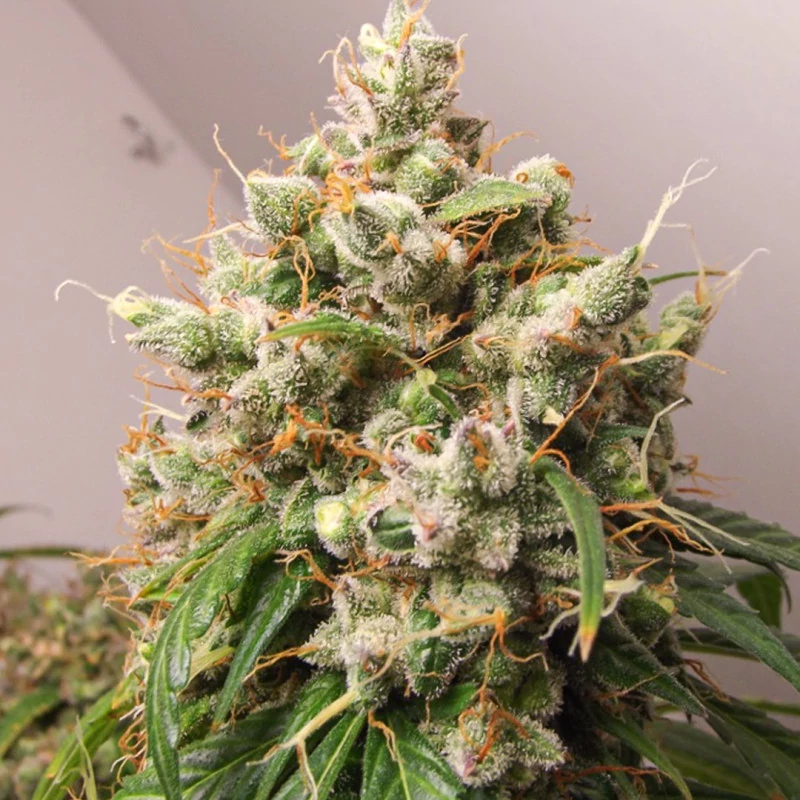 auto_euforia-2