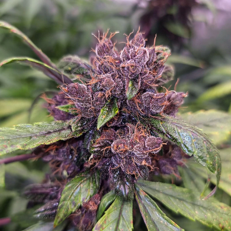auto_forbidden_cherry-2