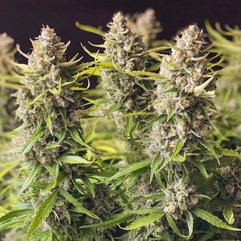auto_orange_bud-2