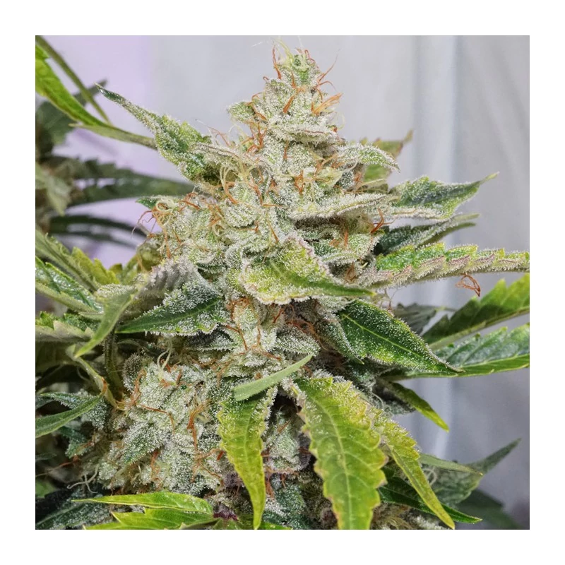 auto_skywalker_haze-2