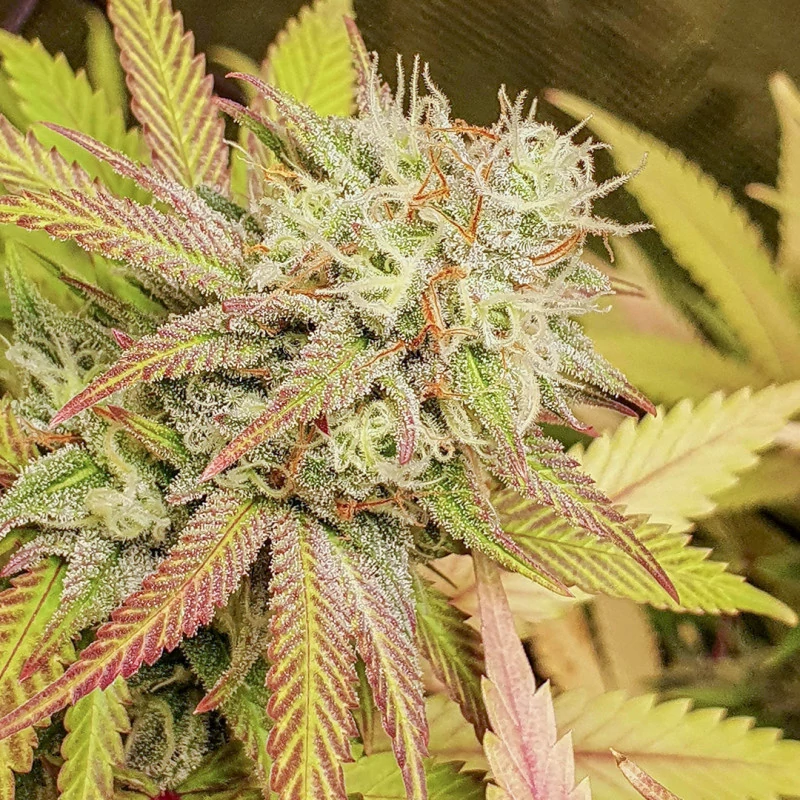 critical-orange-punch-2
