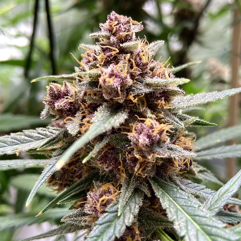 durban_poison-2