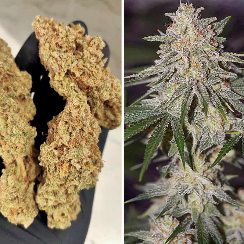glueberry_og-2