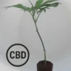 Mango Haze CBD Steckling