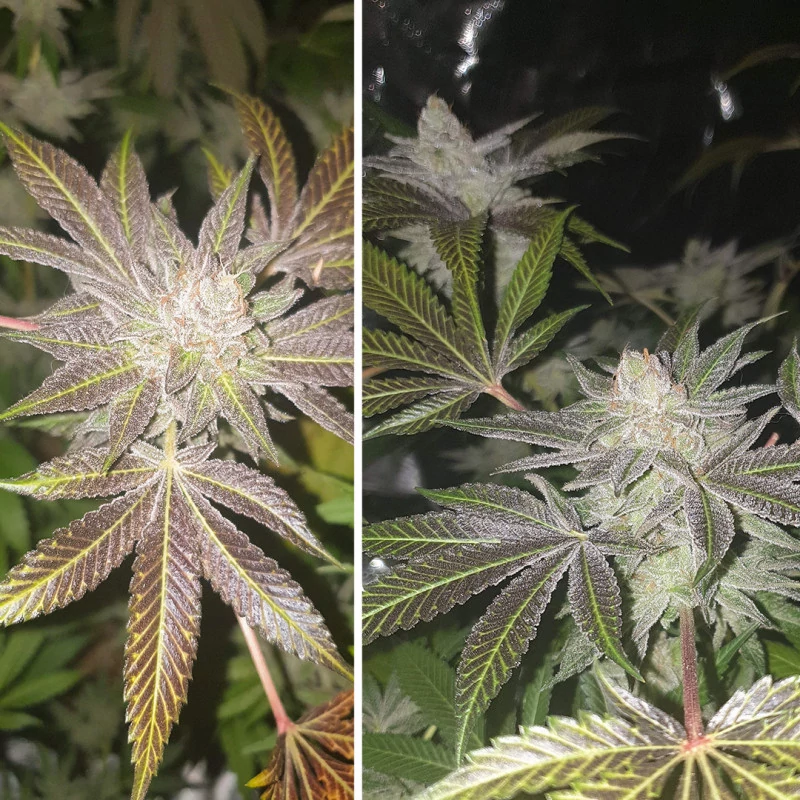 orange_bud.webp