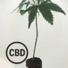 Orangello CBD Steckling