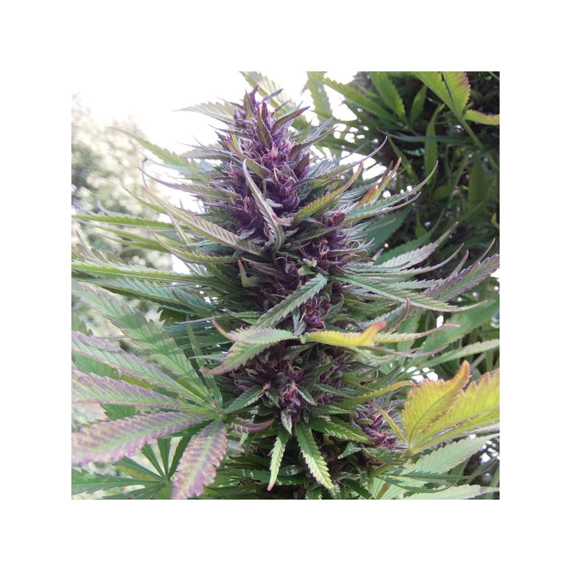 shaman-2