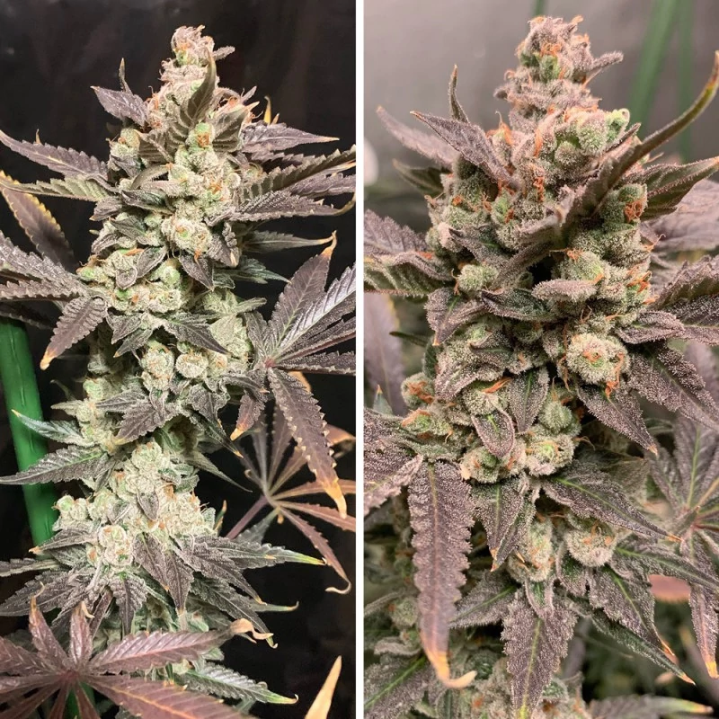 skywalker_haze.webp