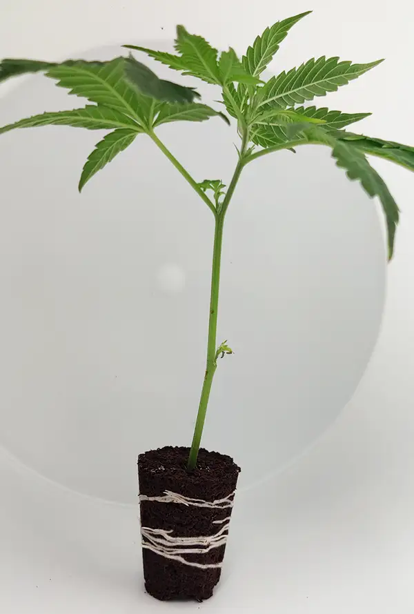 steckling_Critical-Kush-1